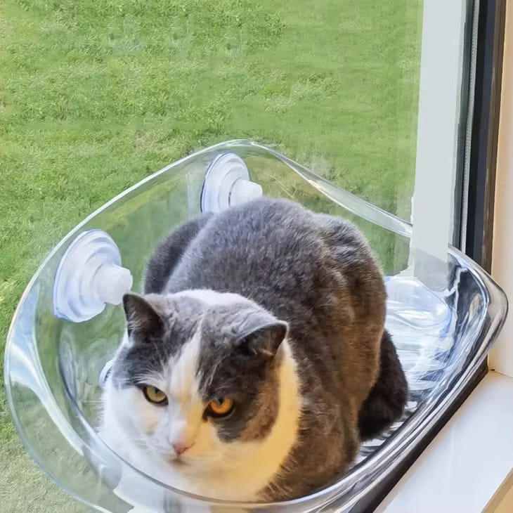 A Cat is Resting on the Cat Window Hammock Bed.