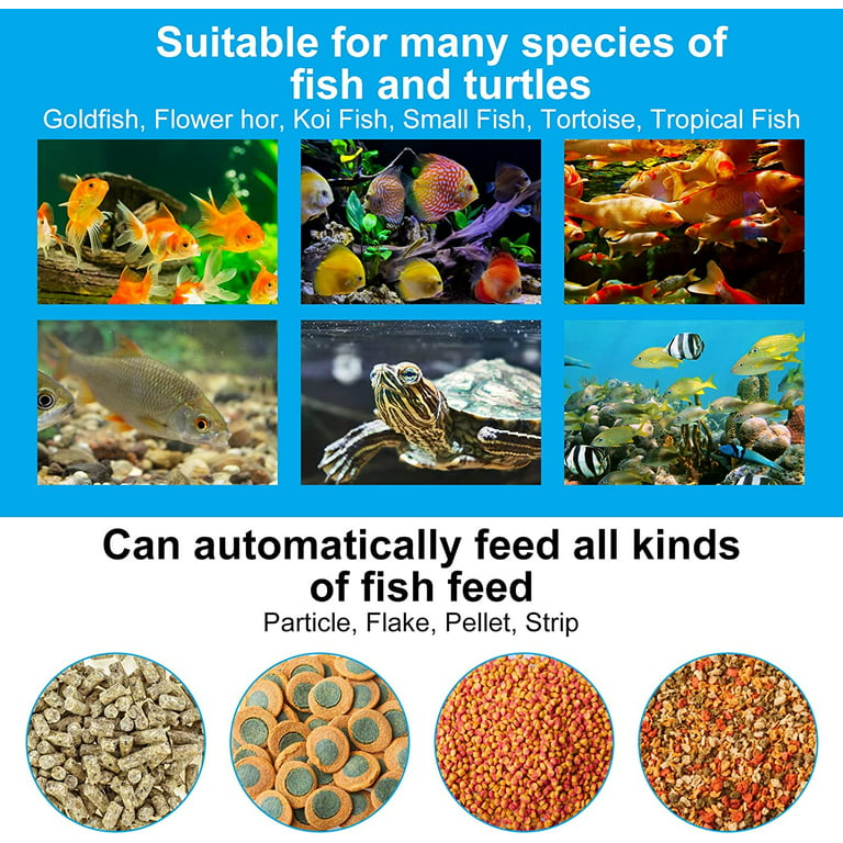 Different Types Of Fishes and Their Foods.