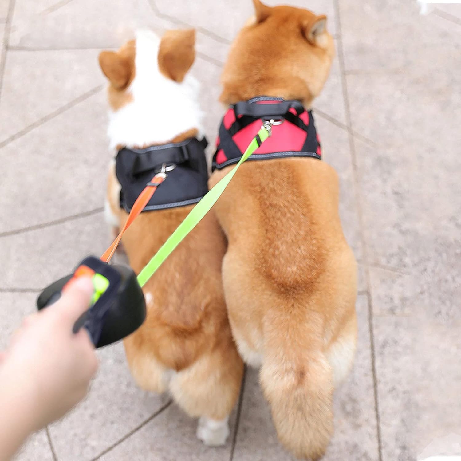 A person is walking two dogs using a dual retractable dog leash, with each dog attached to a separate leash line.