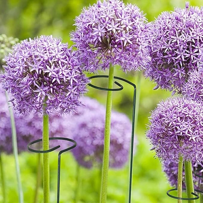 Metal Garden Plant Support Stakes supporting purple flowers