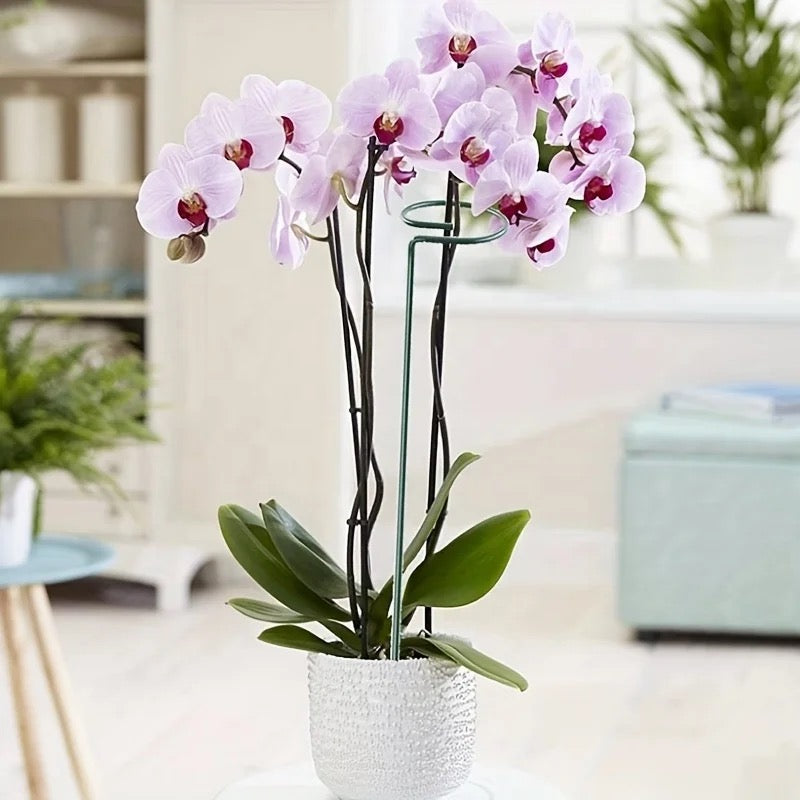 Metal Garden Plant Support Stakes supporting  flowers 