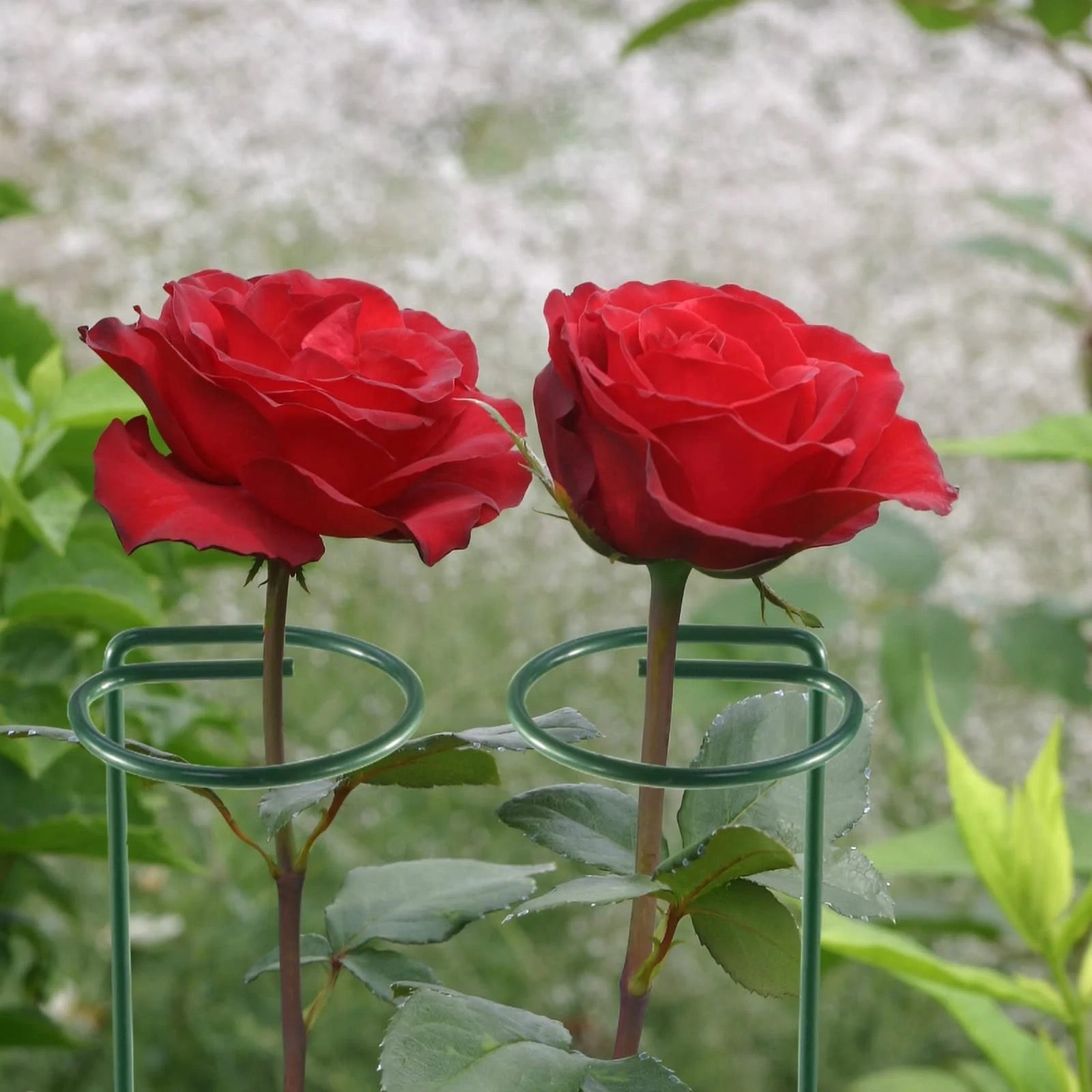 Metal Garden Plant Support Stakes supporting flowers